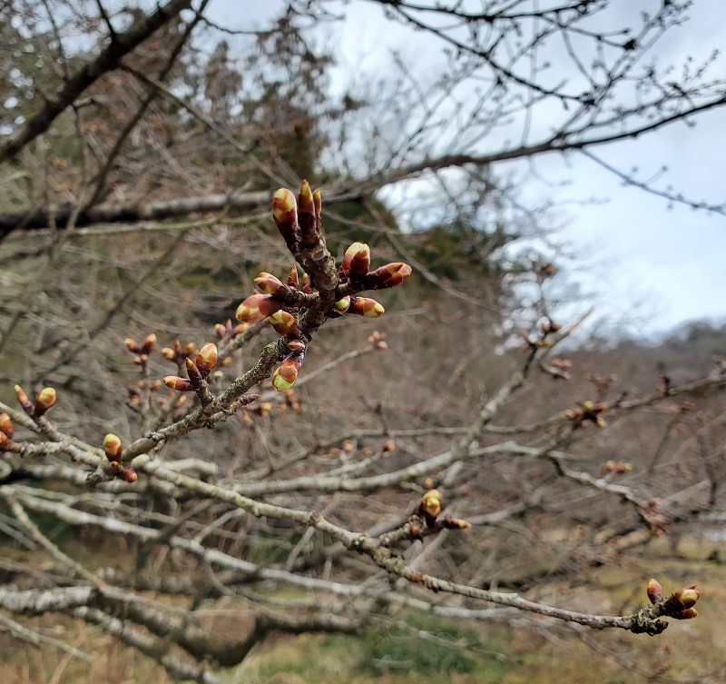 cherryblossoms-bud