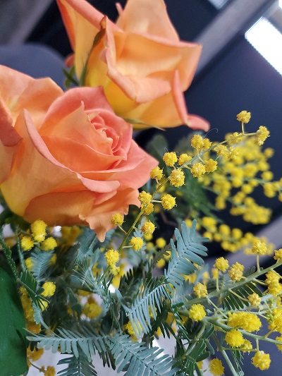 flower-mimosa-rose