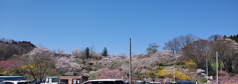 cherry-blossoms-castle-ruins-park