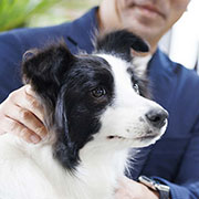 看板犬ウメ