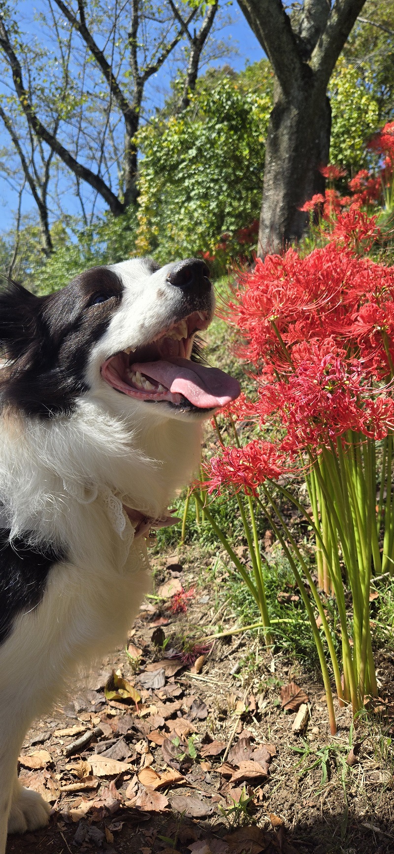 flower-dog